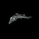 海洋生物