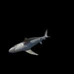 海洋生物