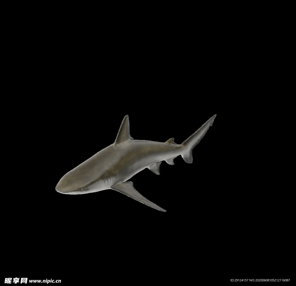 海洋生物
