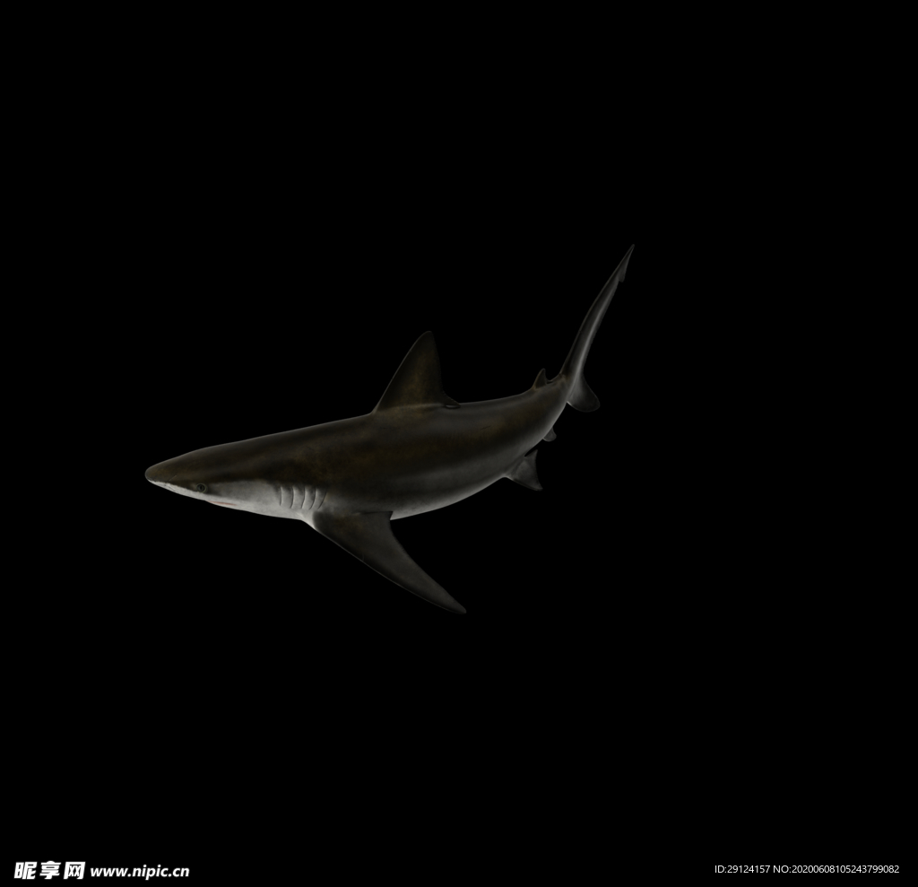 海洋生物