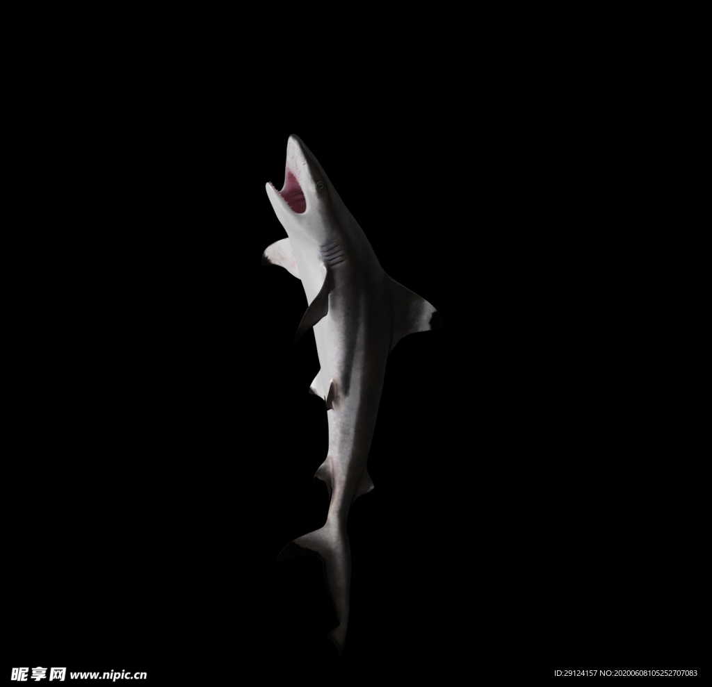 海洋生物