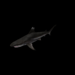 海洋生物