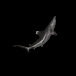 海洋生物
