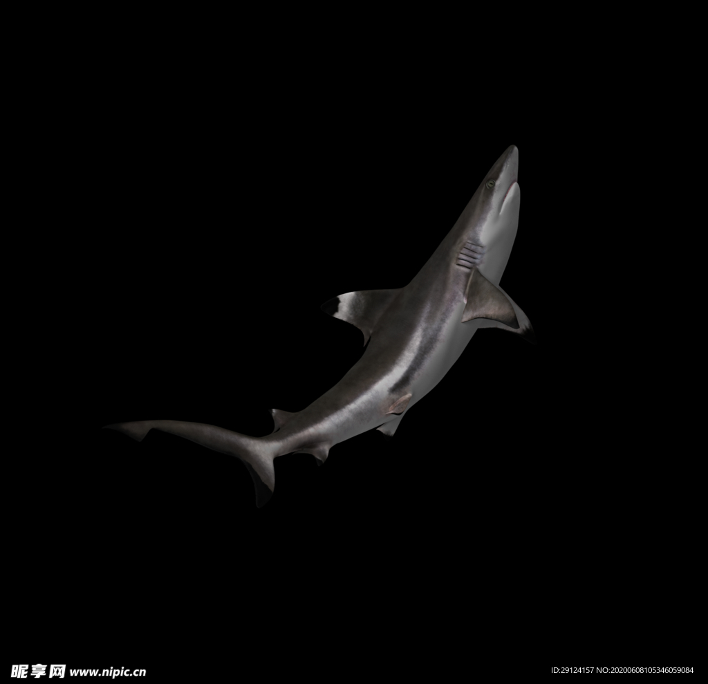 海洋生物