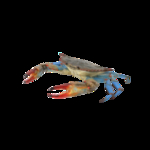 海洋生物