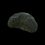 海洋生物