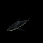 海洋生物