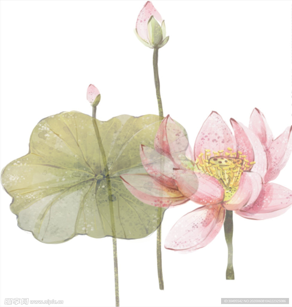 荷花