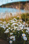 女菀花