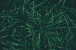 草丛