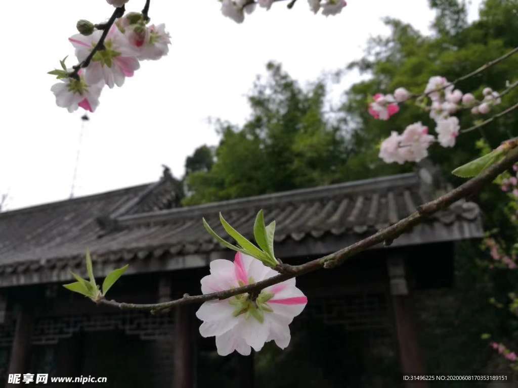三月桃花
