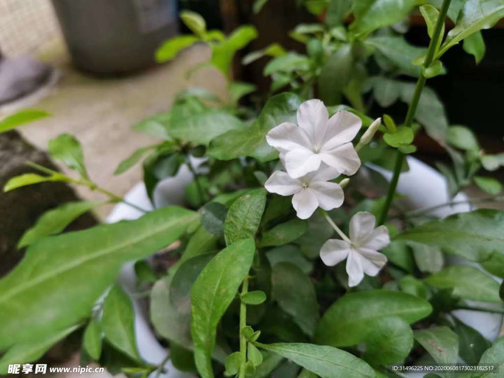 纯洁的白雪花