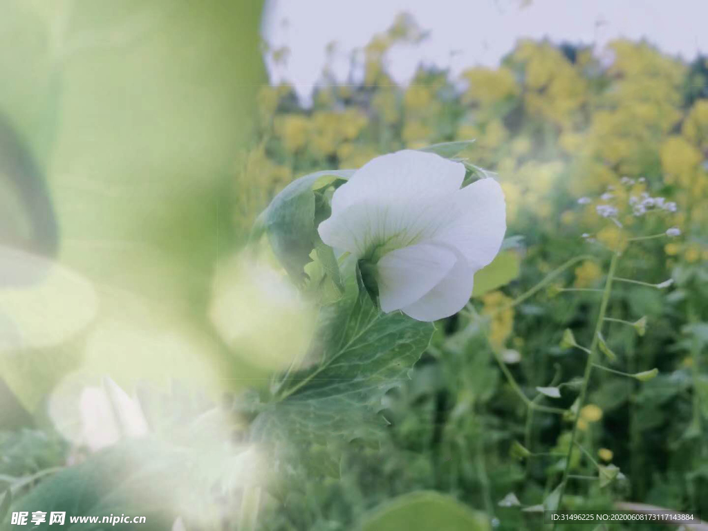 春天里的豌豆