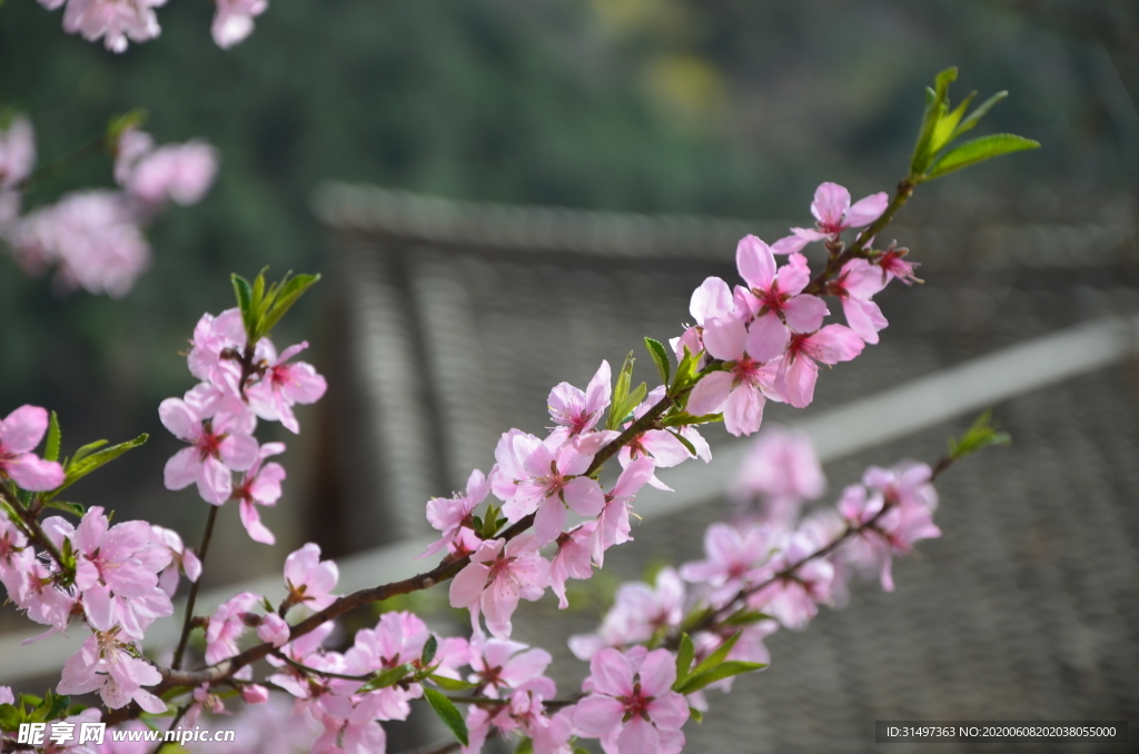 桃花红