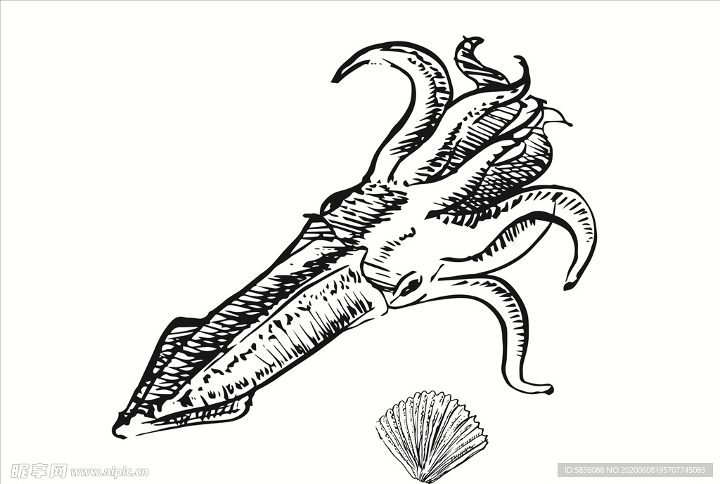 章鱼墨鱼八爪鱼海鲜图