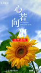 心若向阳
