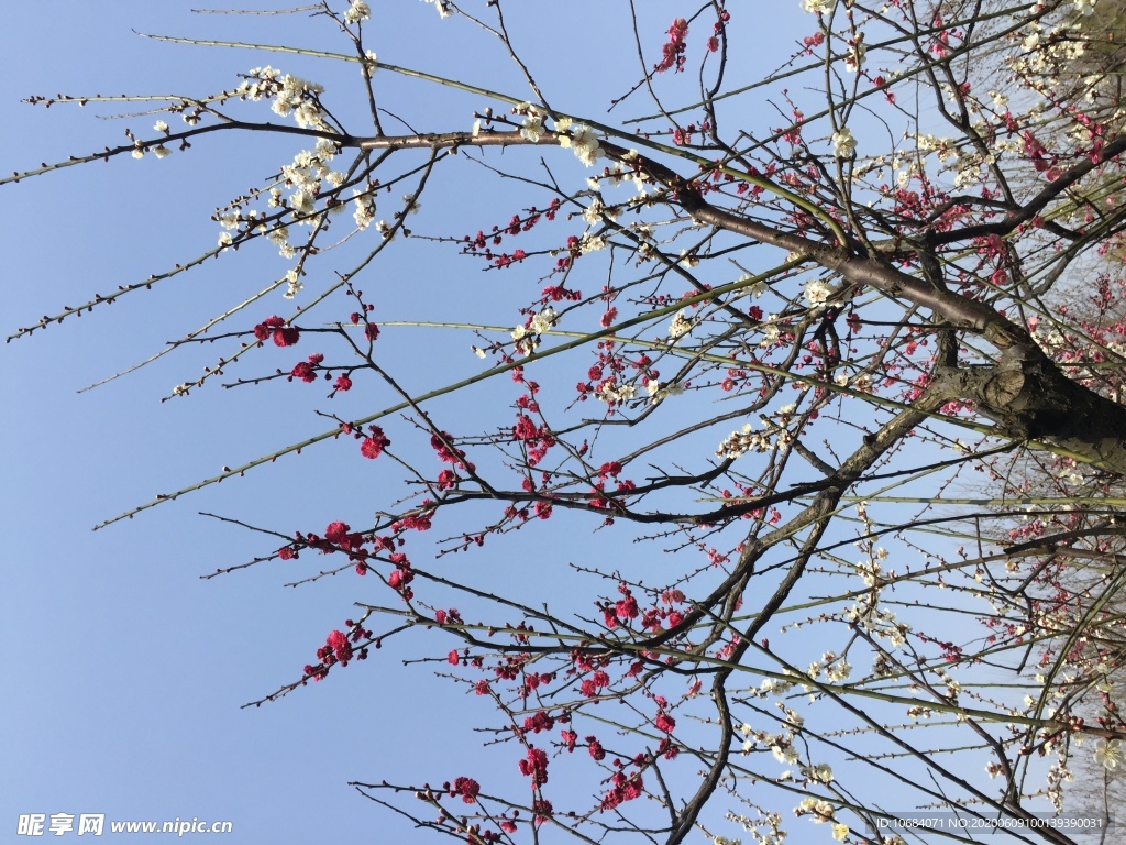 公园里盛开的樱花