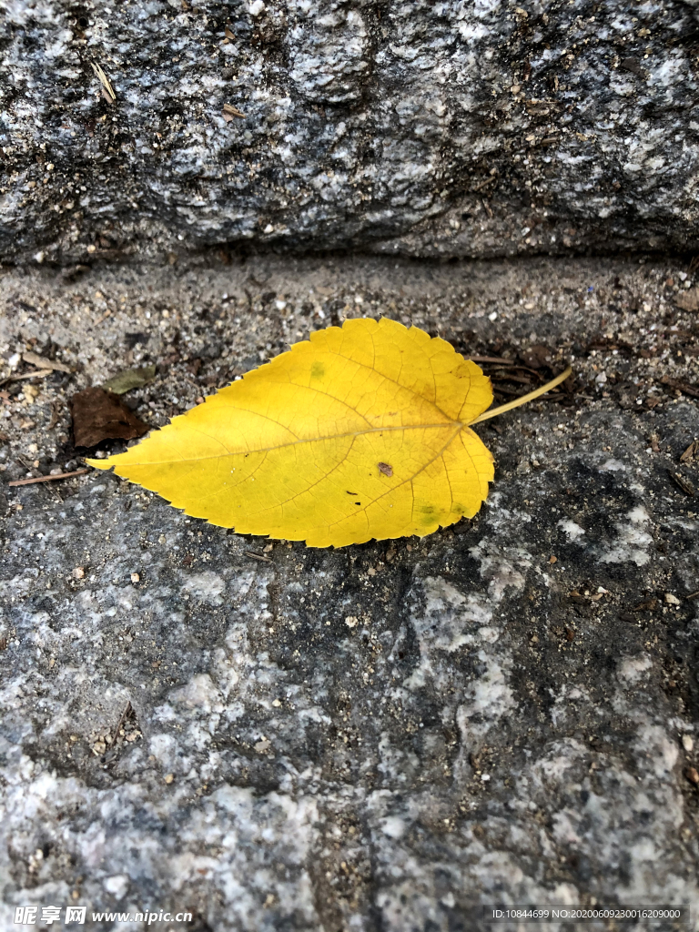 落叶 树叶 黄色树叶 秋 秋天