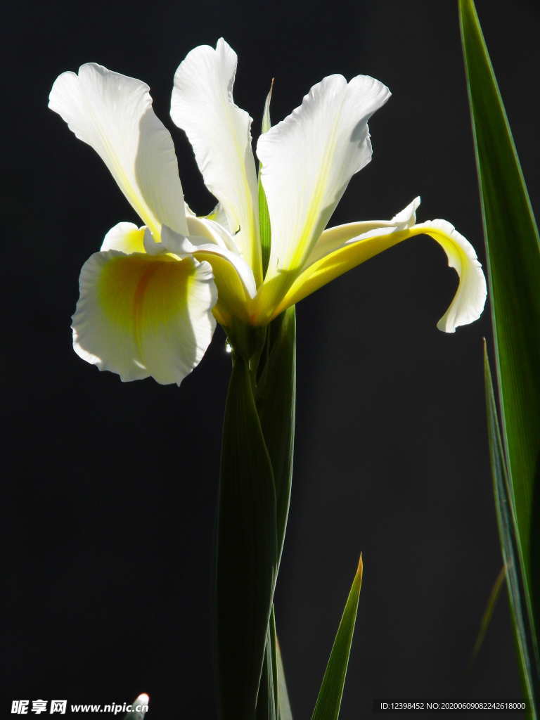 鸢尾花