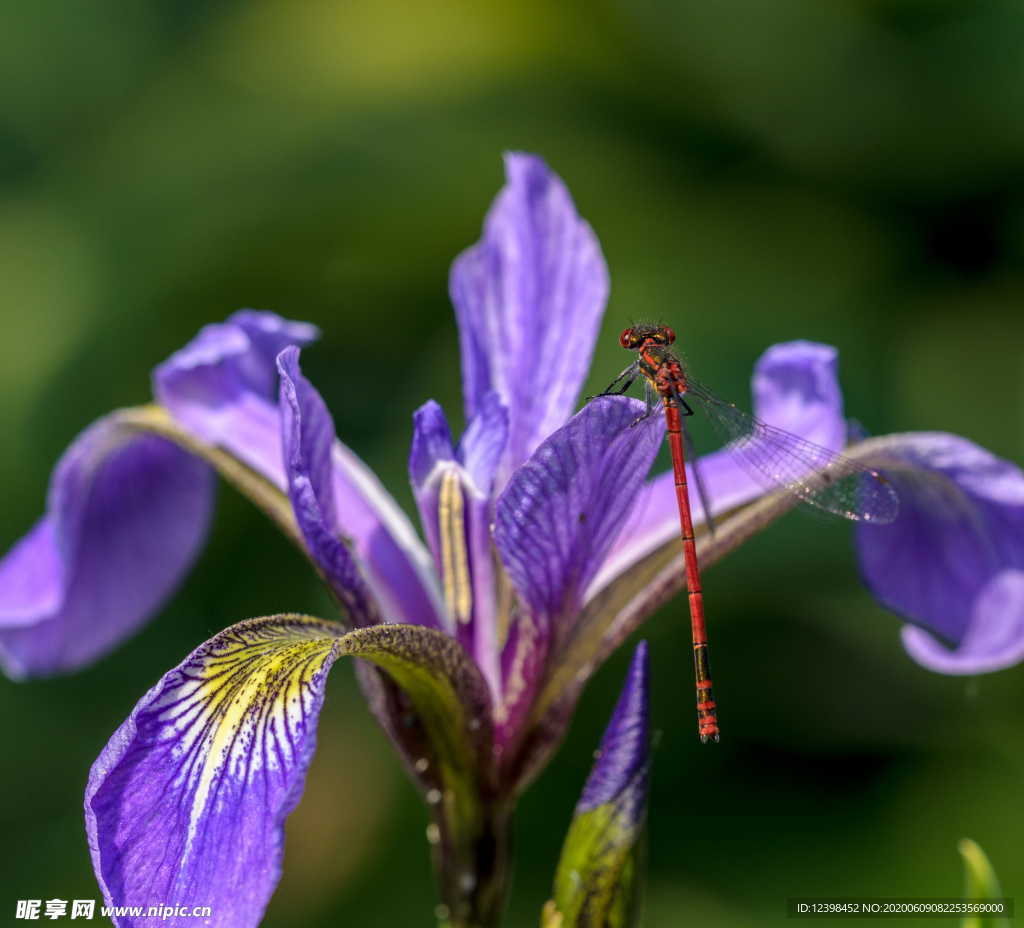 蓝色的鸢尾花