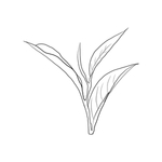 茶叶