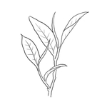 茶叶