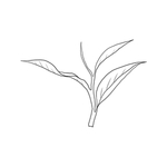 茶