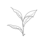 茶