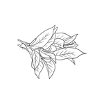 茶