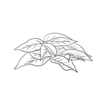 茶