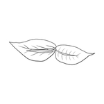 茶