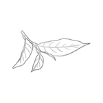 茶