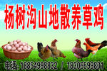 散养草鸡  草鸡蛋