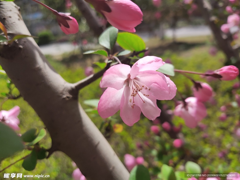 鲜花花朵花卉