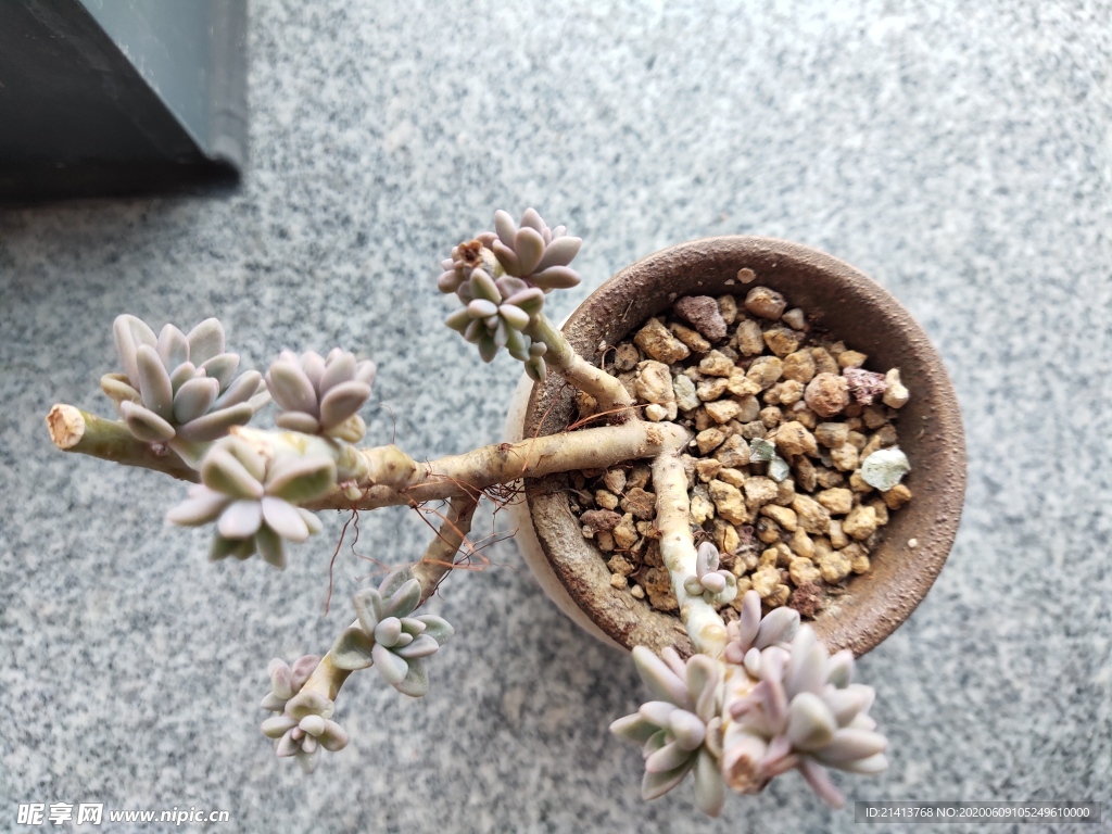 多肉绿植绿叶