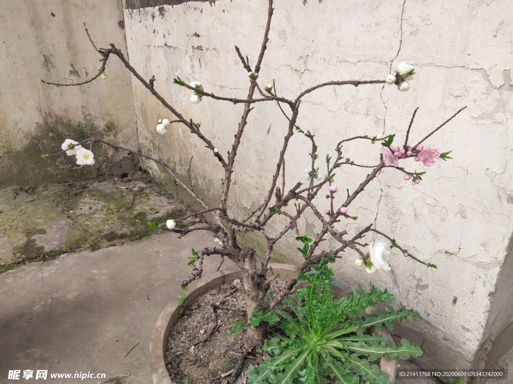 鲜花花朵花卉