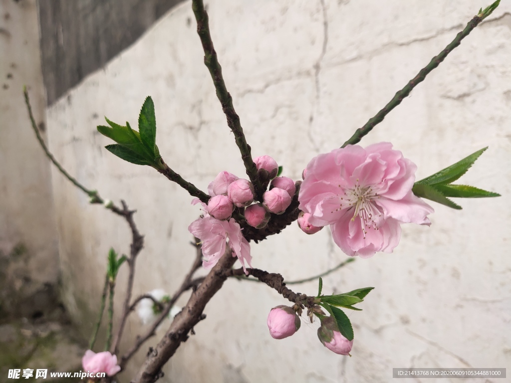 鲜花花朵花卉