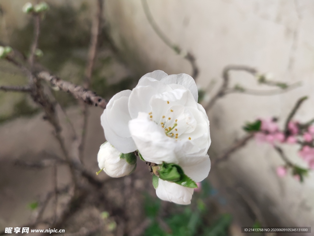 鲜花花朵花卉