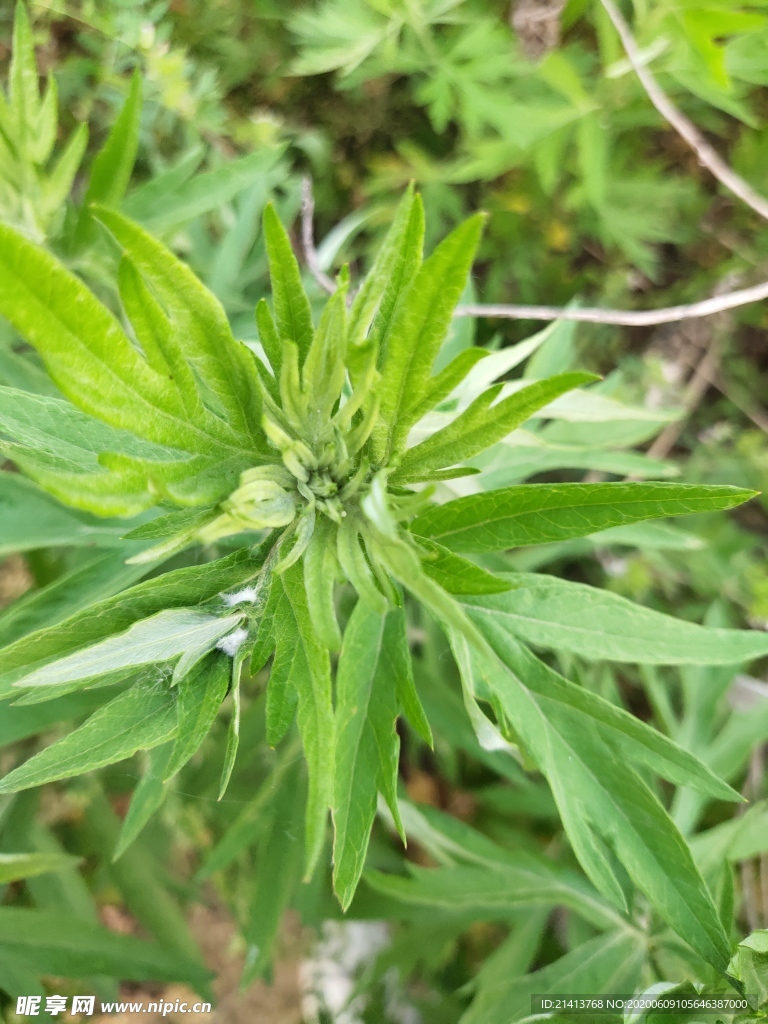 绿植绿叶树叶