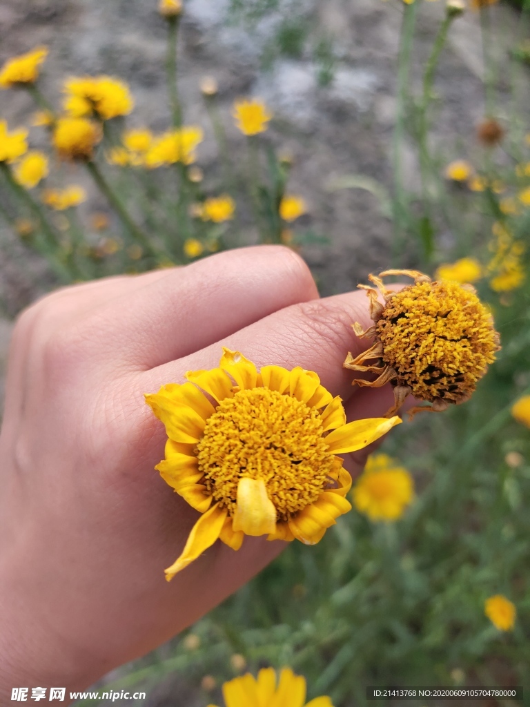 鲜花花朵花卉