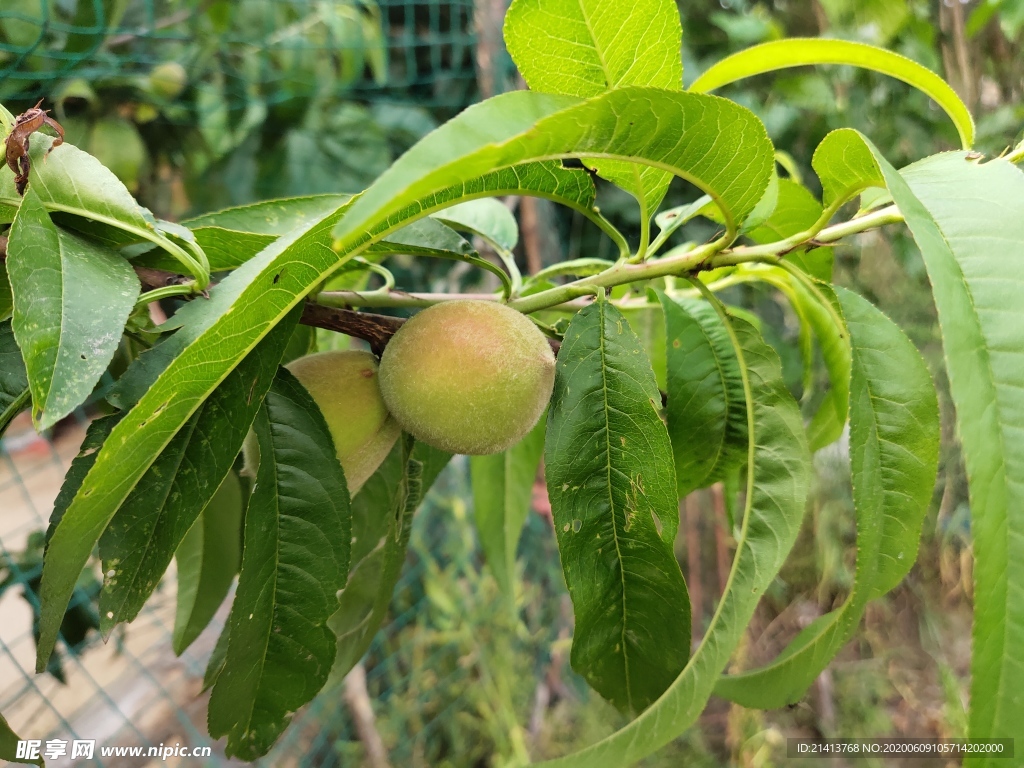 桃子蜜桃毛桃