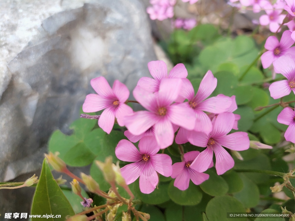 鲜花花朵花卉