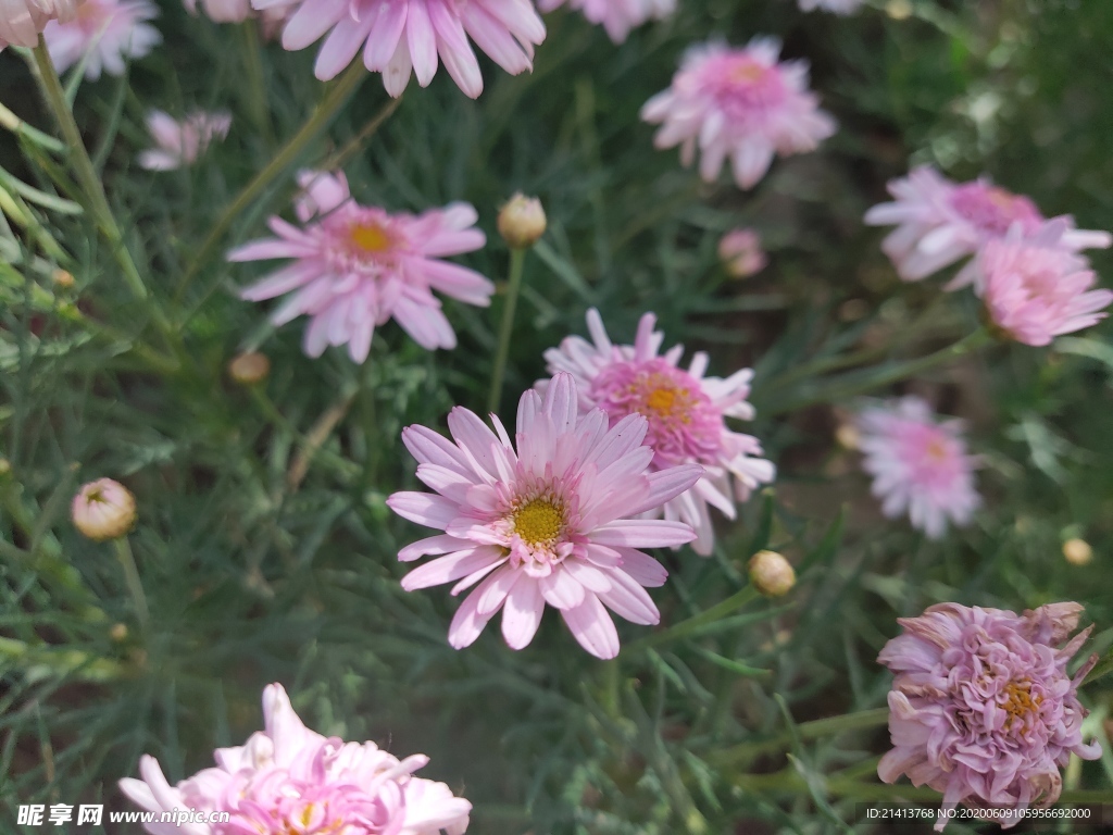 鲜花花朵花卉