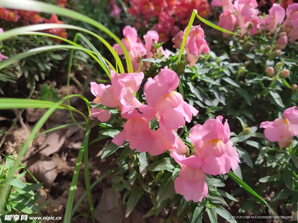 鲜花花朵花卉