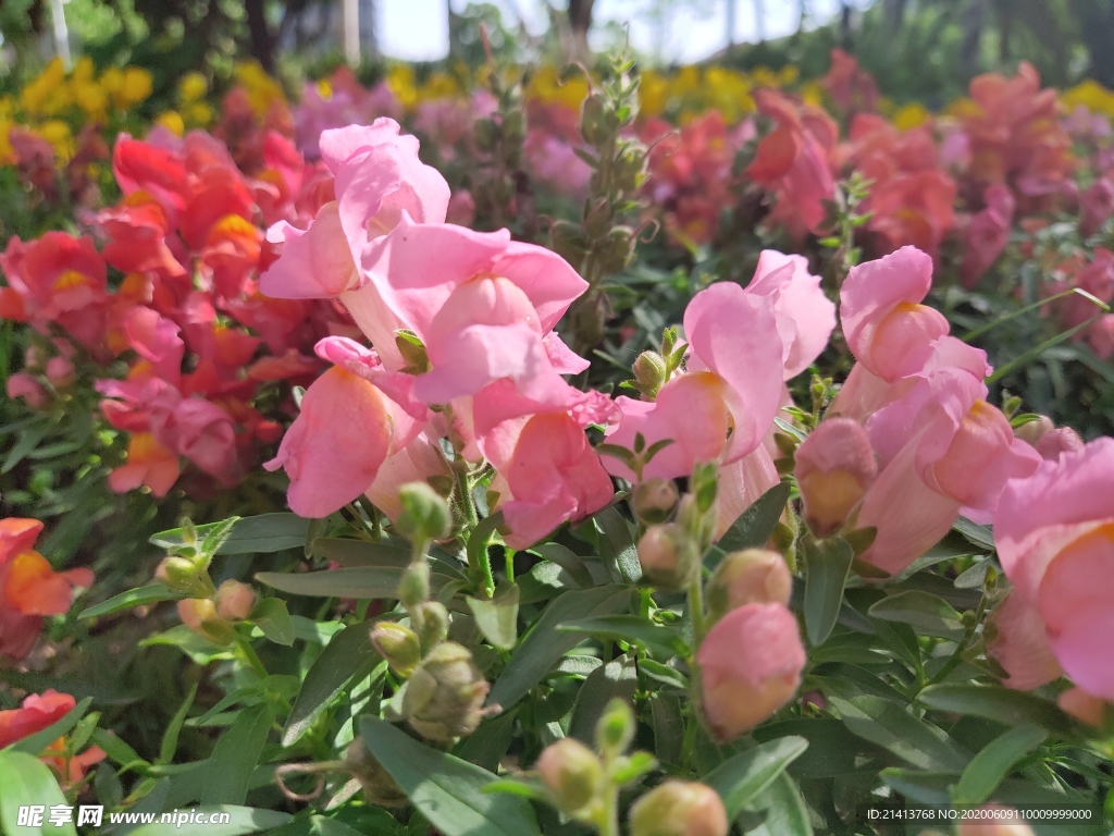 鲜花花朵花卉