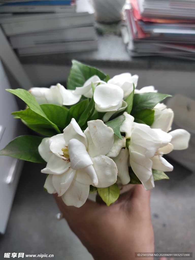 鲜花花朵花卉