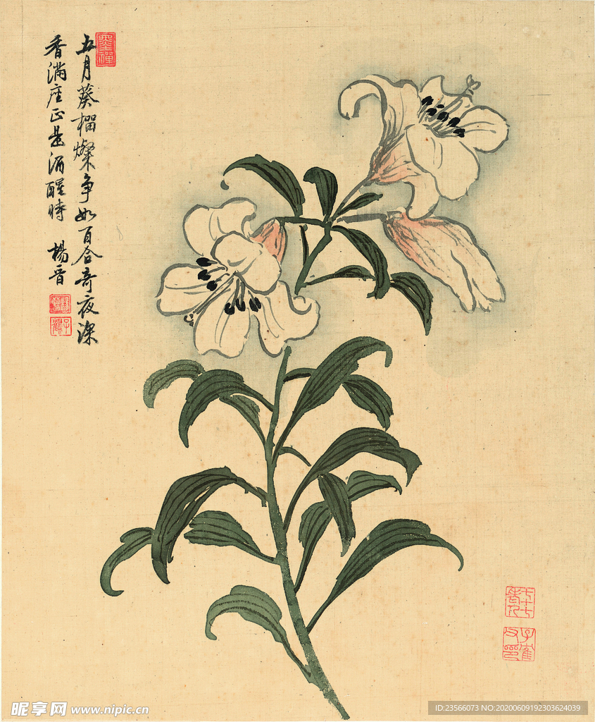 植物花鸟国画