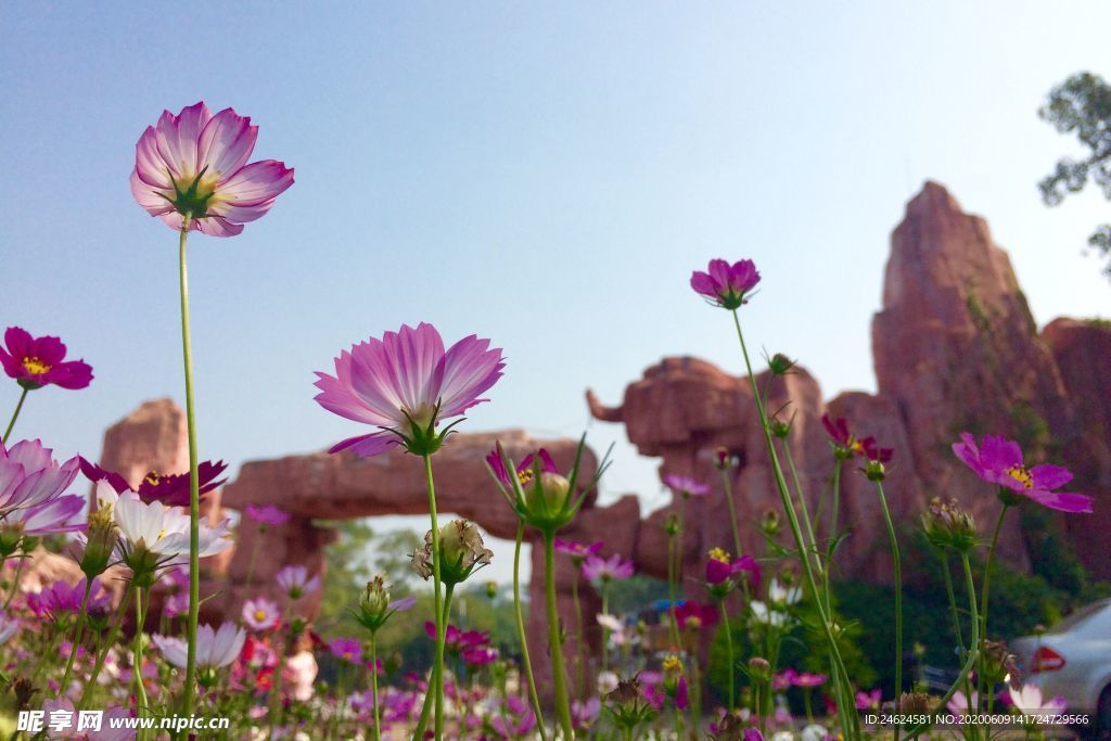 桑格花