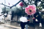 雨梅