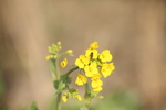 油菜花